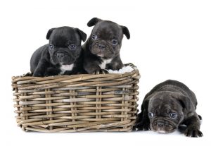 puppies french bulldog