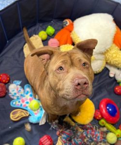 5ea074ca5d34a.image_