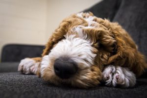 5ea0c4f4e3231.image_