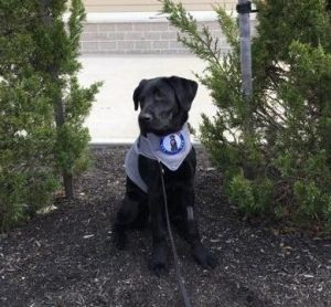 5ea38f52b9fda.image_ 1