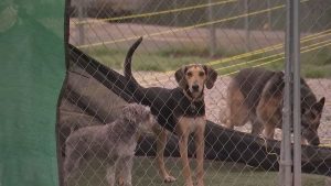 6105993_041520 wtvd Gloria 5pm doggy daycare vid