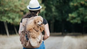 7200208b 9865 4f65 aeb0 bea8ddac9687 shutterstock 1173365449