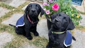 8f136c9b 4cd4 490e bbc9 0265450c9216