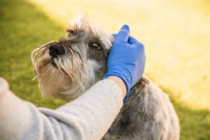 Woman with blue medical gloves caresses dog