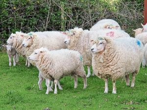 GN4_DAT_7812089.jpg–warning_that_dogs_found_worrying_sheep_can_be_shot_on_sight