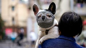 Dog wearing a mask is seen on a street following an outbreak of the novel coronavirus disease (COVID 19), in Shanghai