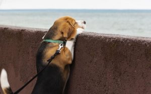 eight_col_131777158_l