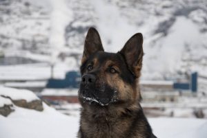 freelance saying goodbye to a gentle giant newfoundland police dog bif_Bc5TRXI_large