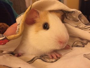 tmp_GyXnjF_0121de8439cb8f34_dewey 1