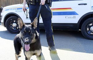 21488825_web1_200514 CCI new police dog mira_1