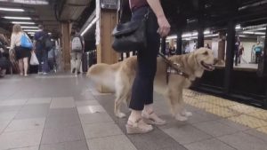 3fcac58a eaaf 4f01 8988 cc6af8108aae large16x9_servicedogwebpic