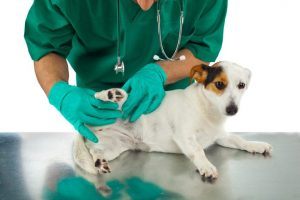 5 Best Pet Care Center in Fort Worth 696x464 1