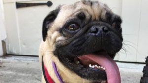 587d03e6 1b16 49b6 93ad 1371371e5ca8 large16x9_NCdogtestspositiveforcoronavirus