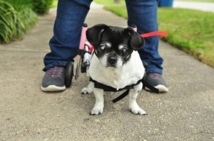 5eac6cc18a632.image_