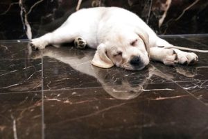 5eac8350e3a92.image_