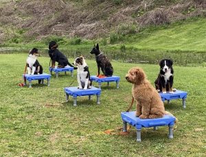 5eaf808acdc0f.image_