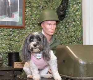 5ece485dd2e74.image_