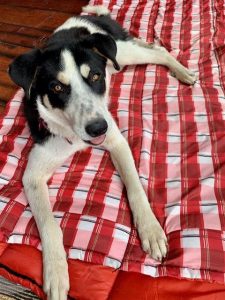 5ecef57431d22.image_