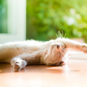 6330704947_42b3b83593_o