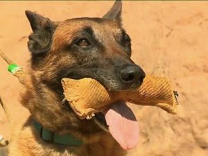 Dogs are being tested in Corsica_171f2db9f50_large