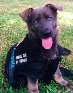 HWdog1_040920 236x300 1