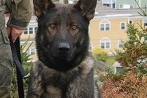 STJ _RCMP_Police_Dog_Kaos_2_large