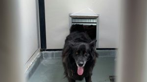 Service Dog owned by Man Who Was Hospitalized for COVID 19 1