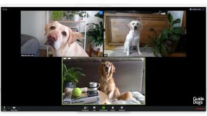 Zoom Dogs 1 e1588172084791