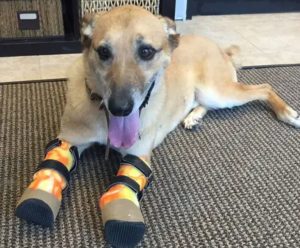 dog_that_survived_the_torture_of_the_Los_Zetas_cartel 768x636 1