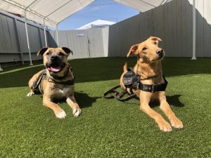 download 2020 05 11T121906.767