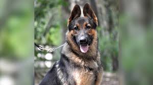 download 2020 05 11T153744.091