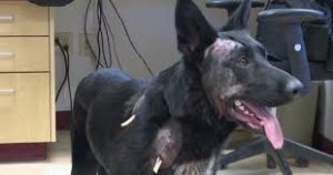 download 2020 05 12T113753.350