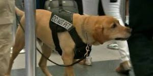 download 2020 05 28T104359.628