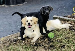 e comm westwood schumacher may27