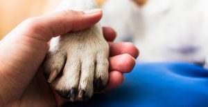 shutterstock_647736856