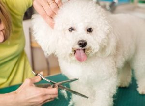 shutterstock_652891450 390x285 1