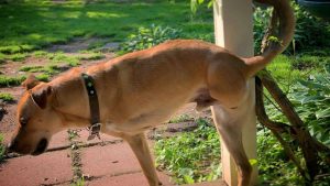 wunder dog a do 511286 e1588346661373