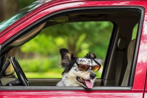 Cool Dog in vehicle
