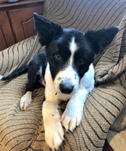 DogAdoptionFeature10June2020_large