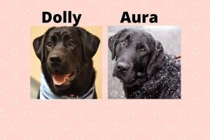 Dolly and Aura_