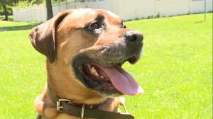 Lokiretiredmilitarydog