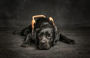 a369c9a9 cb57 47a0 ac34 ab3a2394f067 guide dogs of the desert Orbit 1