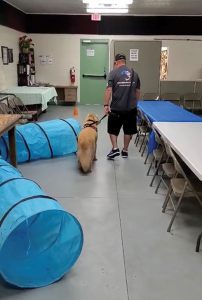 cb 6 11 vets and dogs