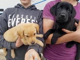 download 2020 06 04T101726.872