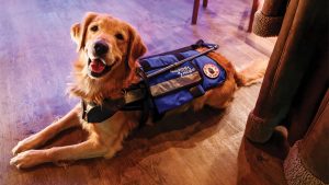 in the dark guide dog service animals on tv