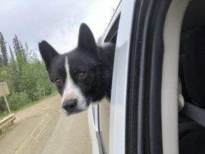 photo_20200615_isom_creek_bear_dog_solomon