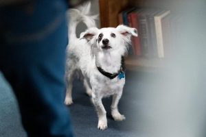 tv review blumhouses into the dark good boy on hulu 1024x683 1