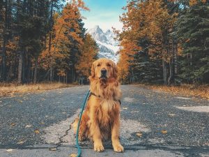 819f6d41654b5629a12f993173038ee3