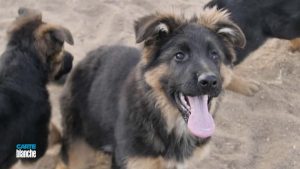 police puppies parvovirus south africa 900x506 1