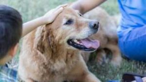Golden Retriever iStock